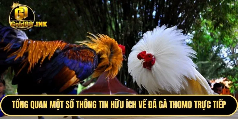 Tổng quan một số thông tin vô cùng hữu ích về đá gà thomo trực tiếp