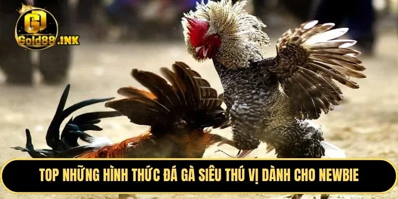 TOP những hình thức đá gà siêu thú vị dành cho newbie