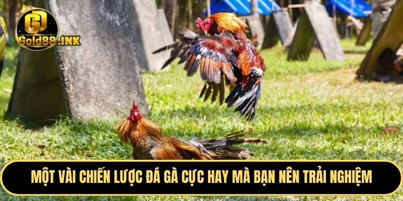 Một vài chiến lược đá gà cực hay mà bạn nên trải nghiệm
