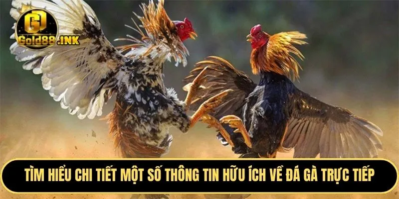 Tìm hiểu chi tiết một số thông tin vô cùng hữu ích về đá gà trực tiếp