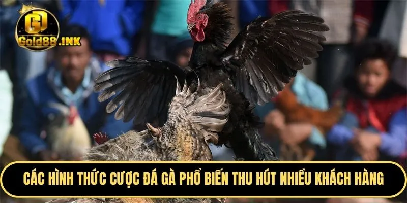 Các hình thức cược đá gà vô cùng phổ biến thu hút nhiều khách hàng