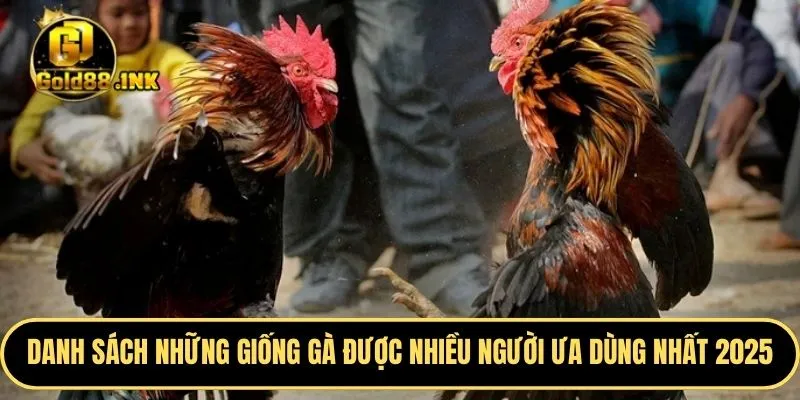 Danh sách những giống gà được nhiều người ưa dùng nhất 2025